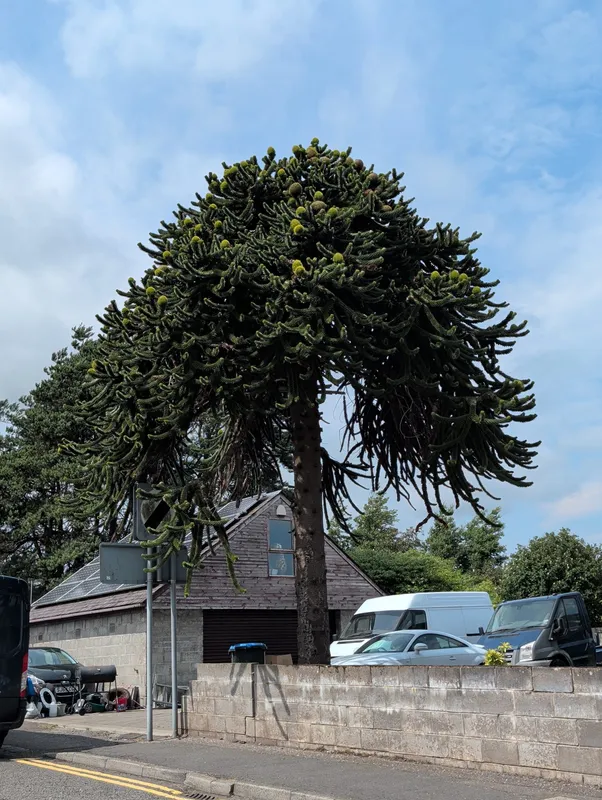 Monkey puzzle tree image
