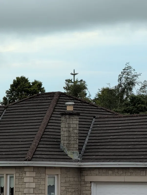 Monkey puzzle tree image