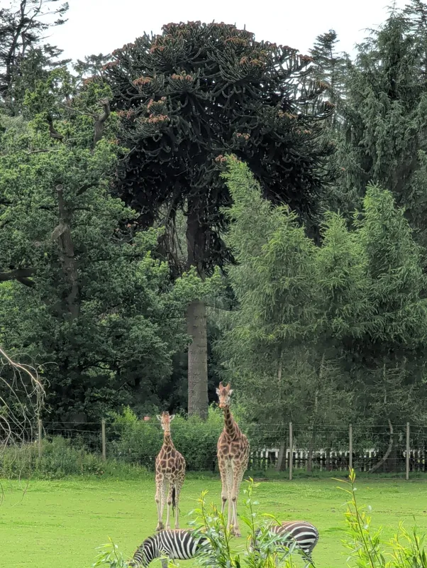 The giraffe, the zebra, and the MP