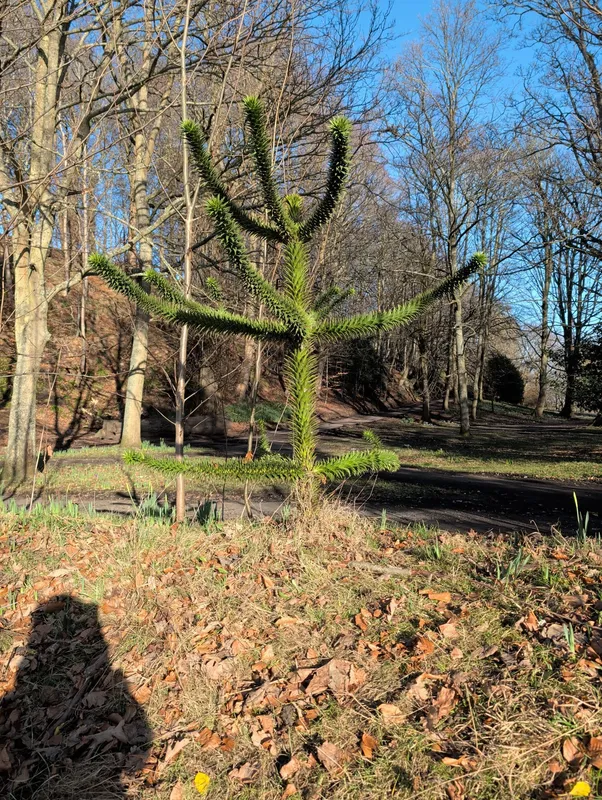 Hiding in the bushes