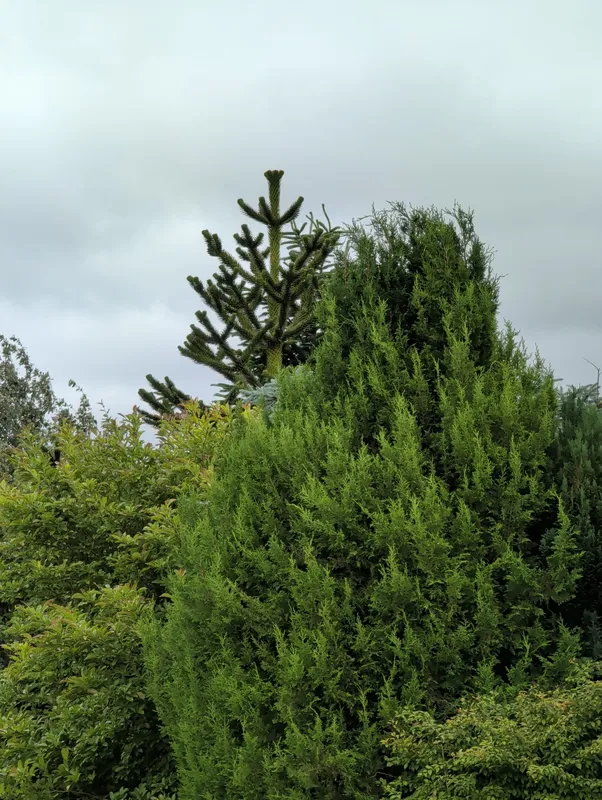 Monkey puzzle tree image