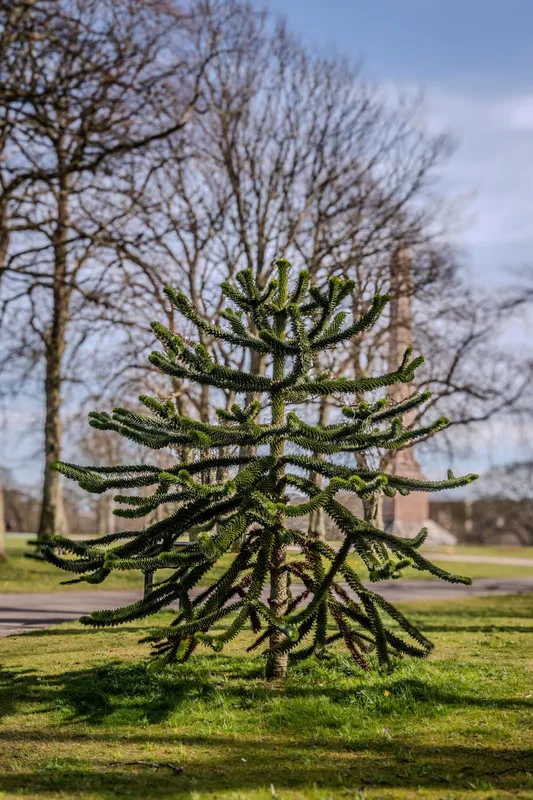 Shadow of the Obelisk