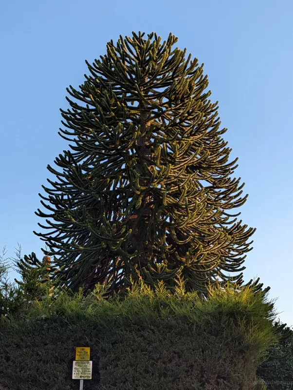 Bridge of Don Backyard Brawler