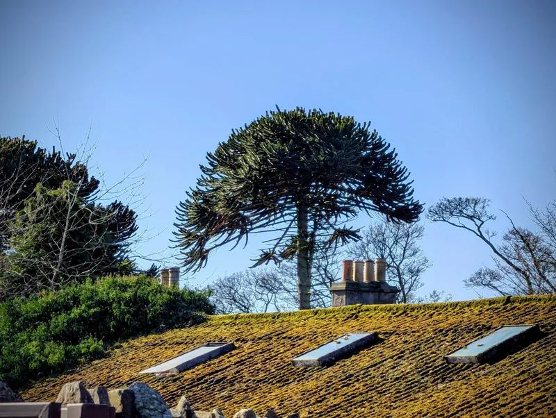 One of Two in Burnside of Duntrune