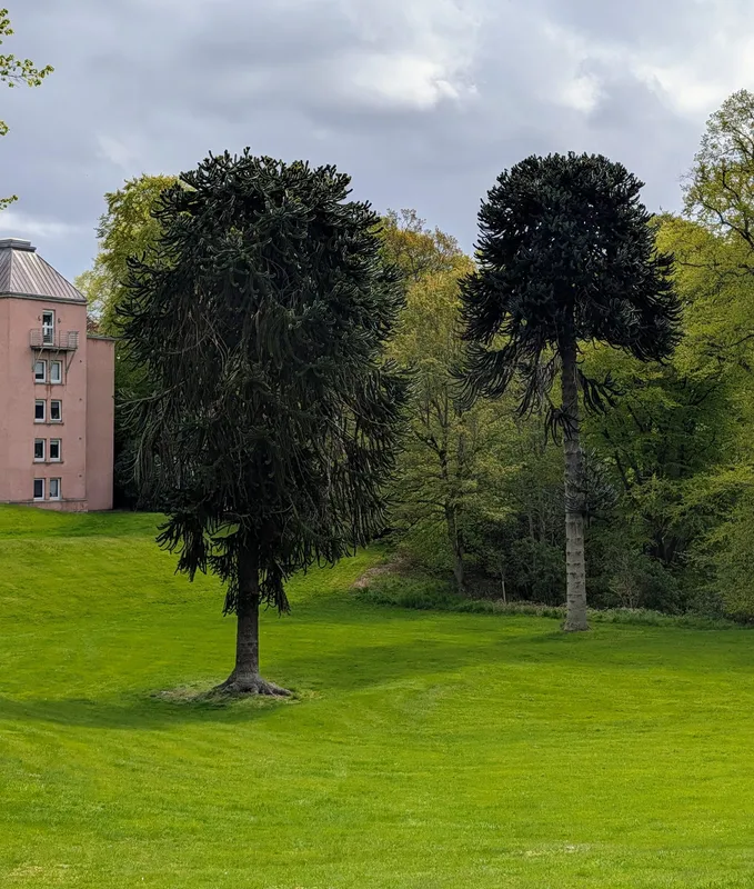 One of Two fantastic trees in the same spot in RGU Garthdee