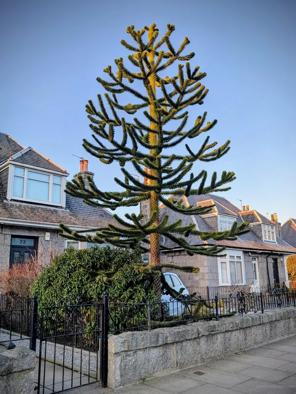 Golden hour front garden puzzler 