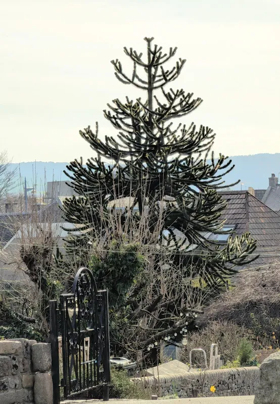 Hiding behind the houses