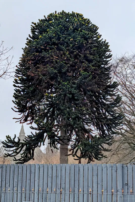 Back garden with St Machar's Cathedral in view