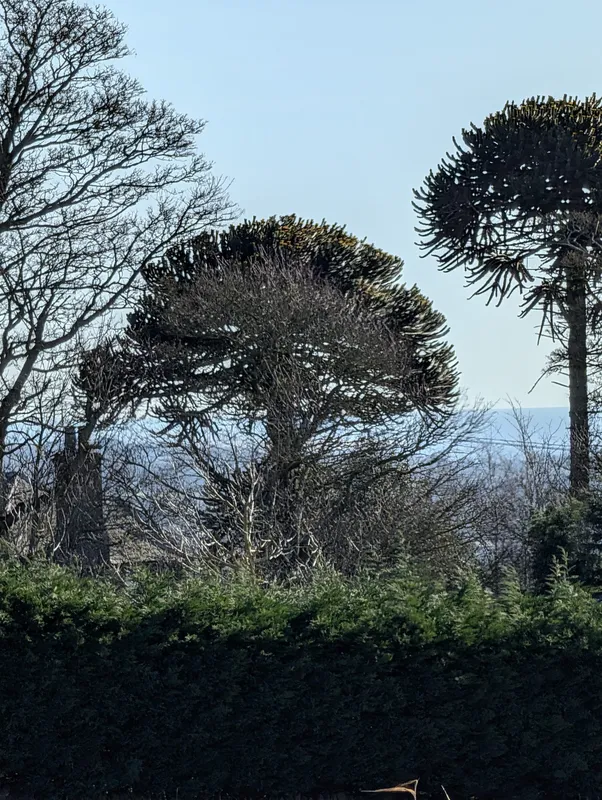 The Smaller of Two in Burnside of Duntrune