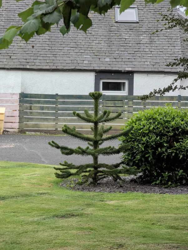 Monkey puzzle tree image