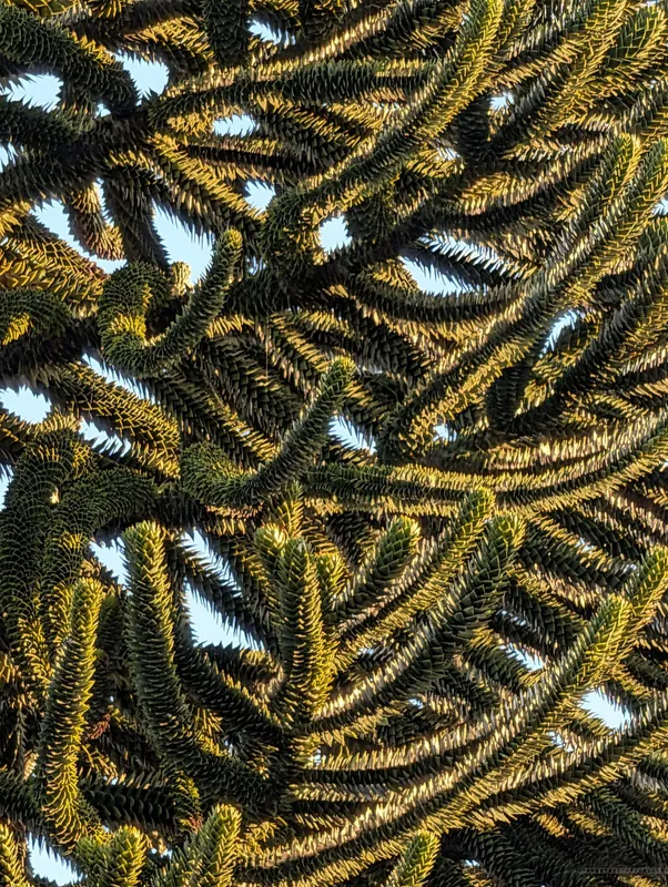 Bridge of Don Backyard Brawler