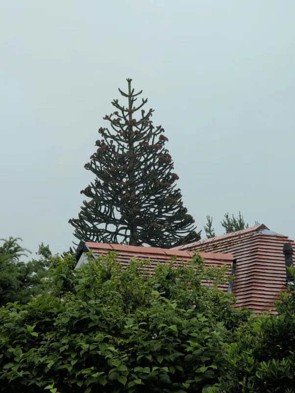 Monkey puzzle tree image