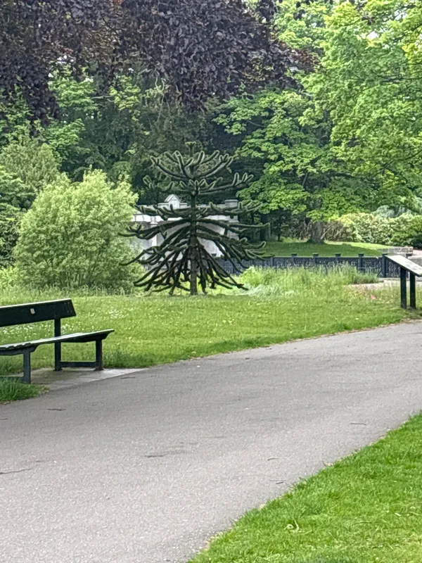 Monkey puzzle tree image