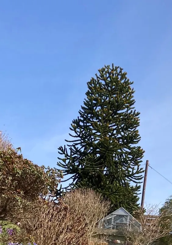 Another Mrs A special!