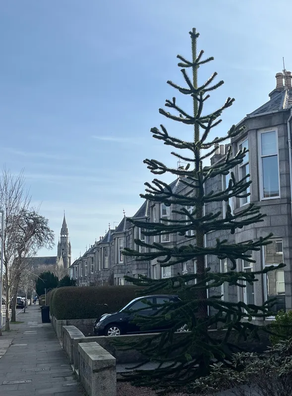 Looking down to the spire of Fountainhall church