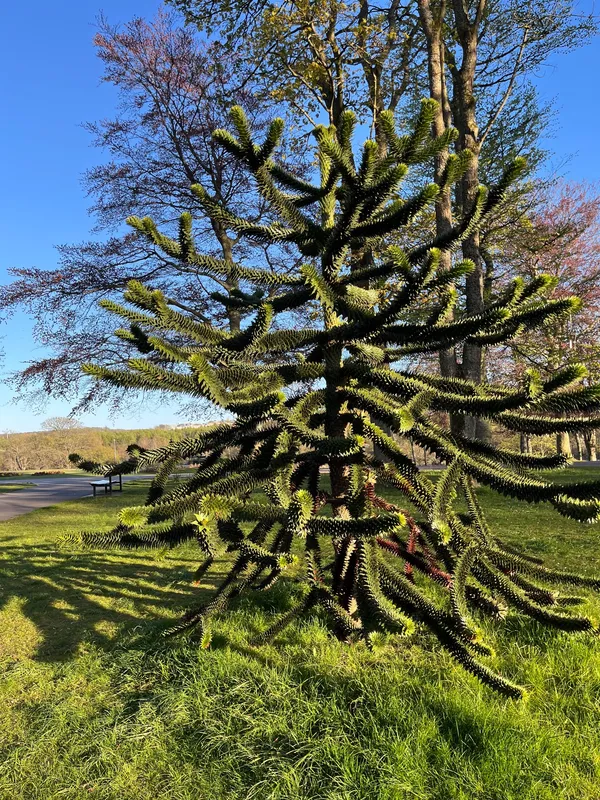 Monkey puzzle tree image