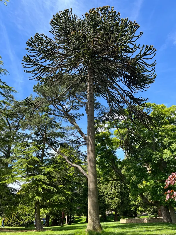 Monkey puzzle tree image