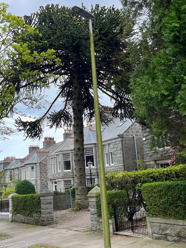 Monkey puzzle tree image