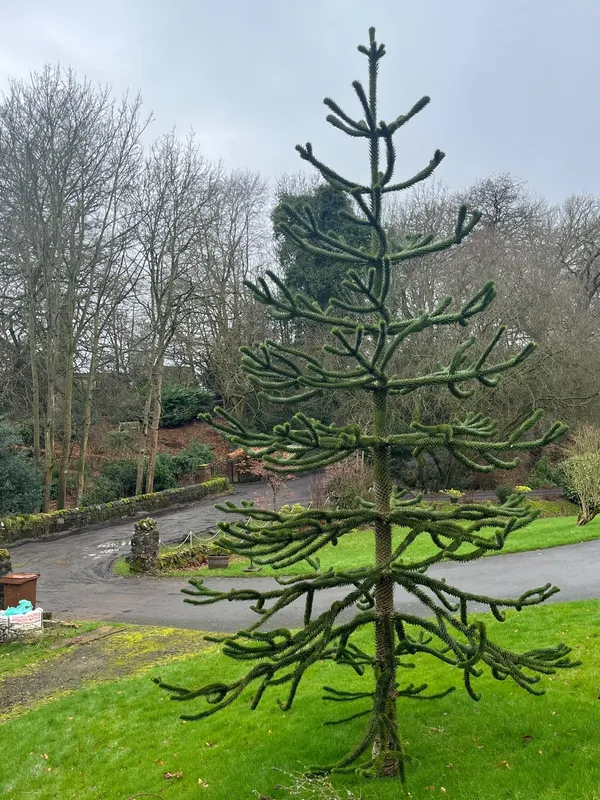 Monkey puzzle tree image