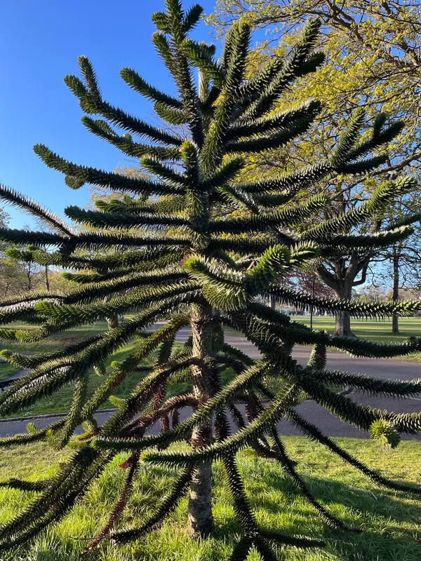 Monkey puzzle tree image