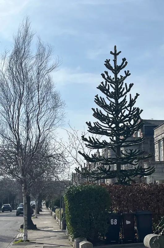 Keeping watch over the bowling green