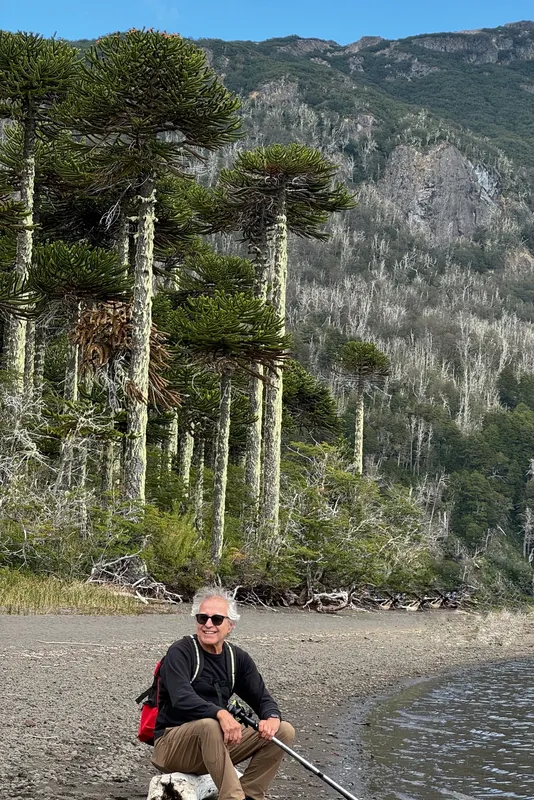 Araucarias en their kingdom