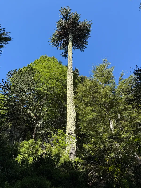 Majestic Araucaria araucana