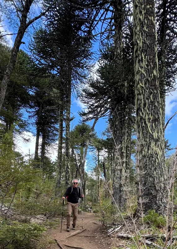 Araucarias en their kingdom