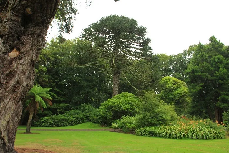 King of a Scottish garden 