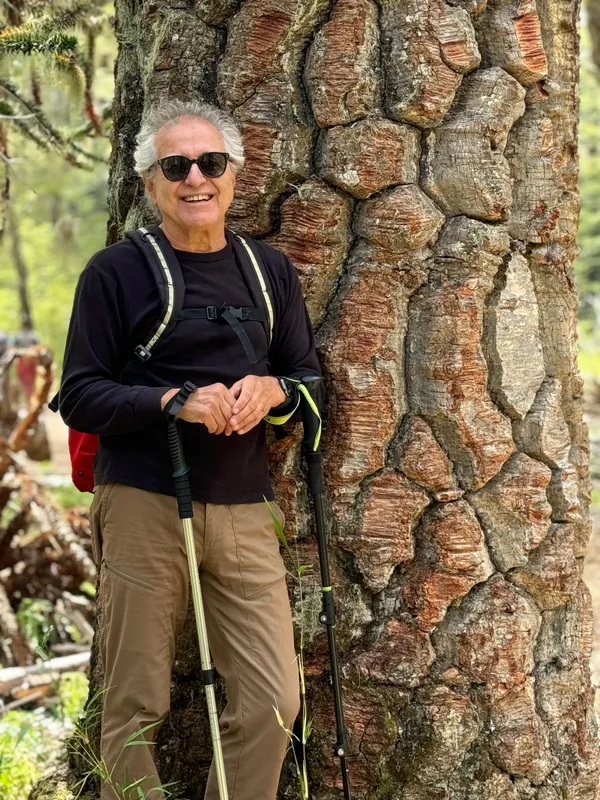 Araucarias en their kingdom