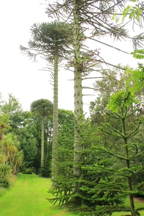 Monkey puzzle avenue