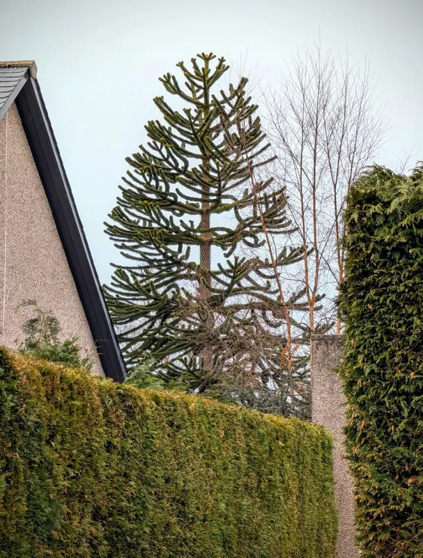 Another suburbian back garden classic