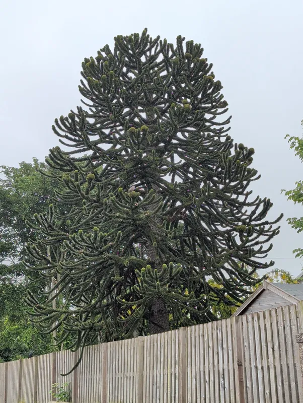 Monkey puzzle tree image