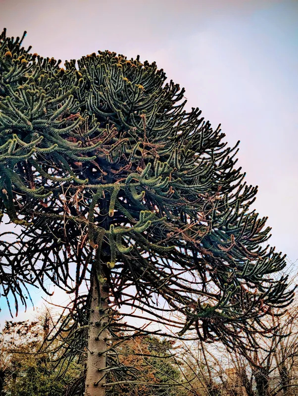 The second of the splendid twins