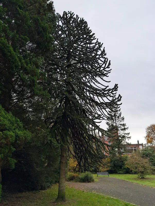 Ross Hall Park Puzzler