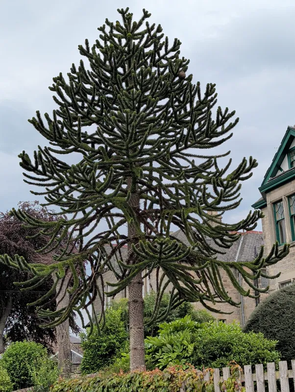 Monkey puzzle tree image