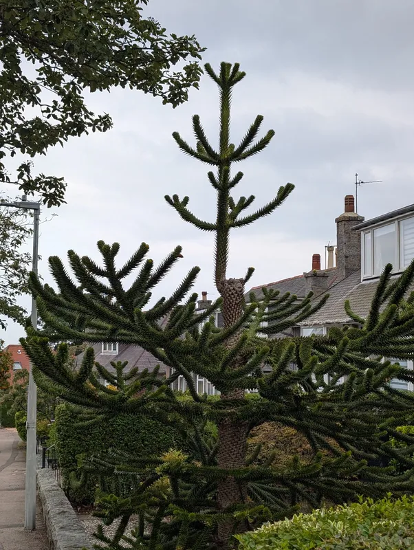 Who needs a driveway anyway?