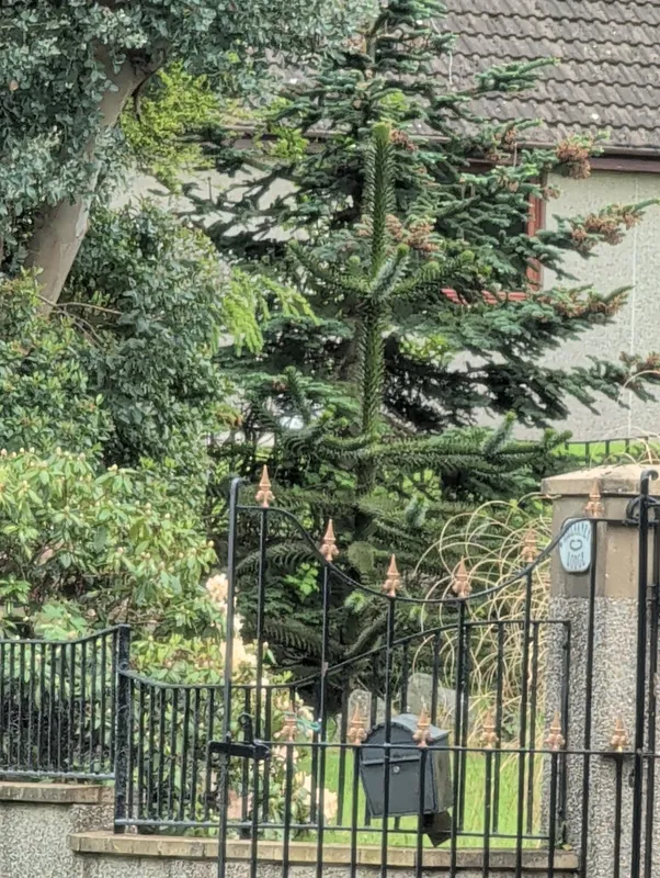 Monkey puzzle tree image