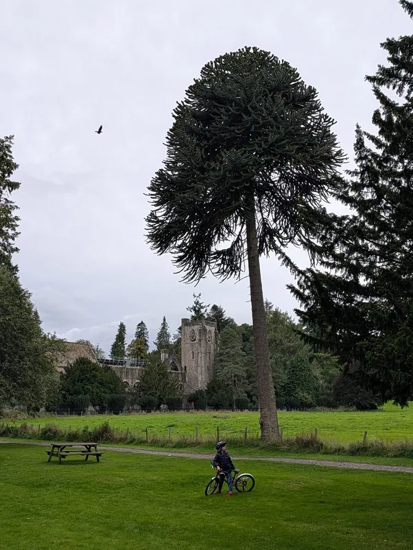 Another magic Dunkeld puzzler