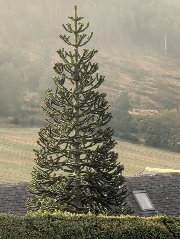 A Considerable Amount of Tree in Tarland