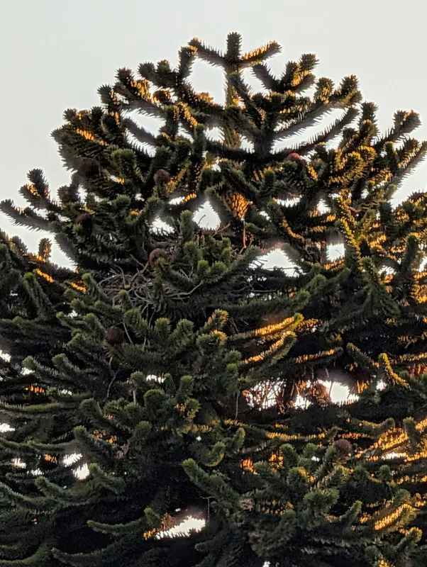 A Magnificent Cardonald Puzzler