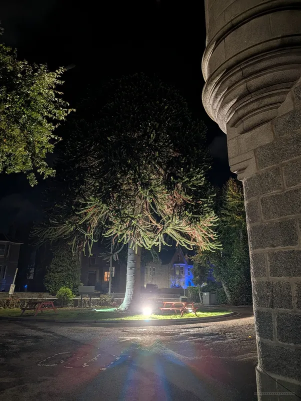 The Sportsman's Monkey Puzzle at night
