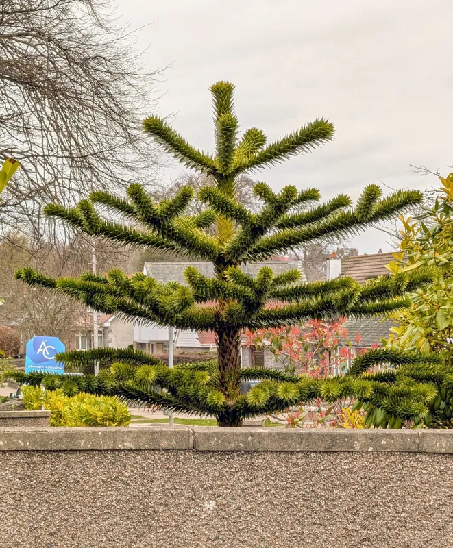 Small and very close to the wall