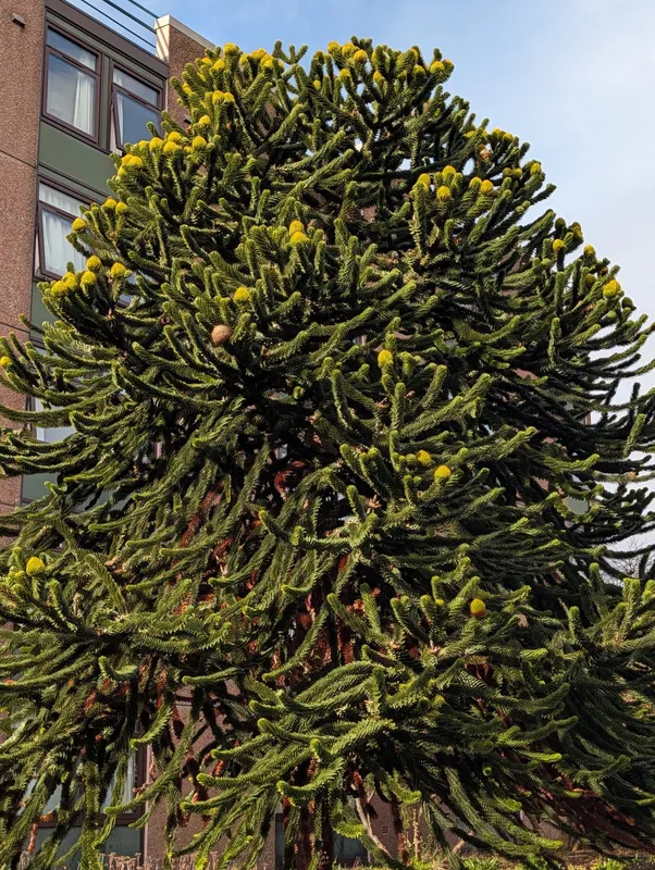 Tree in seed next to the John McIntyre Centre, Pollock Halls