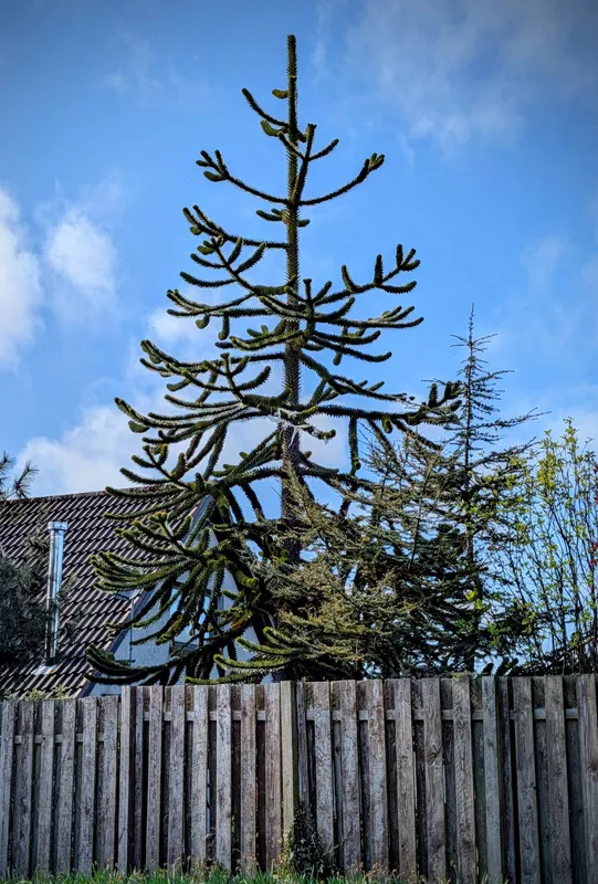 Portlethen with missing limbs