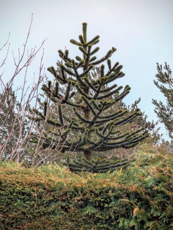 Poking over the hedge