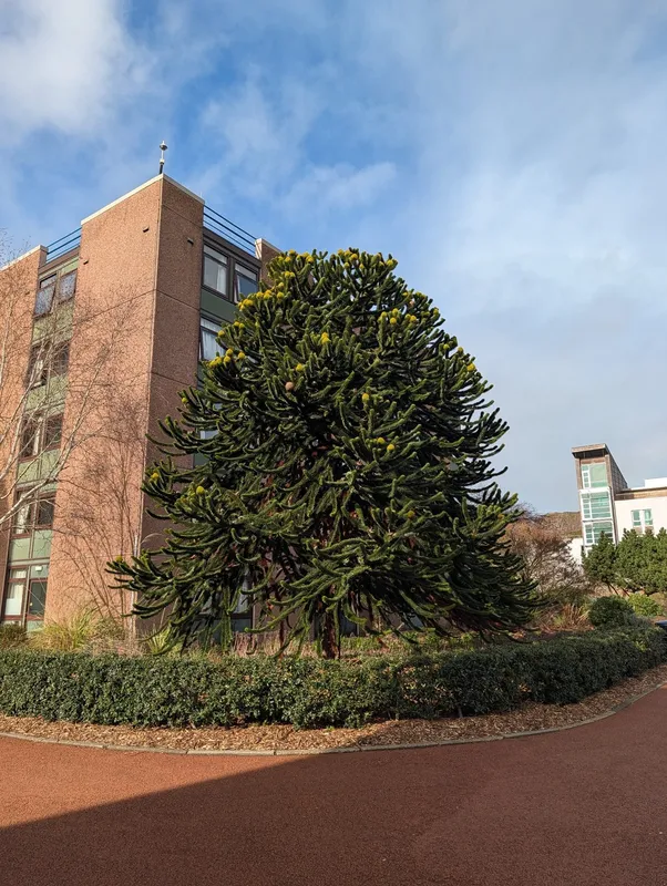 Tree in seed next to the John McIntyre Centre, Pollock Halls
