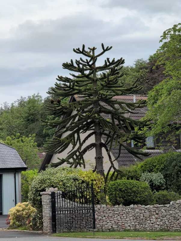 Monkey puzzle tree image