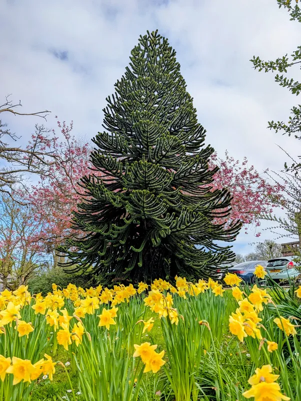Nice specimen in Aberdeenshire Council grounds, Stonehaven