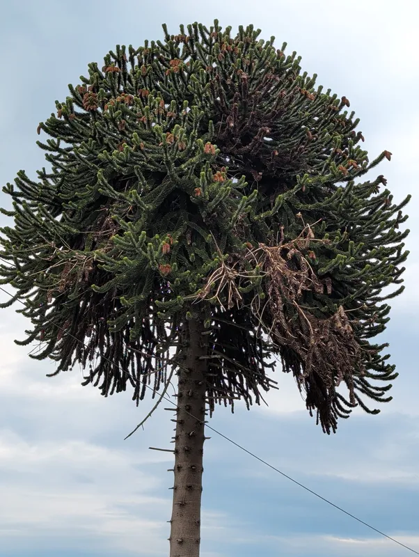 Monkey puzzle tree image